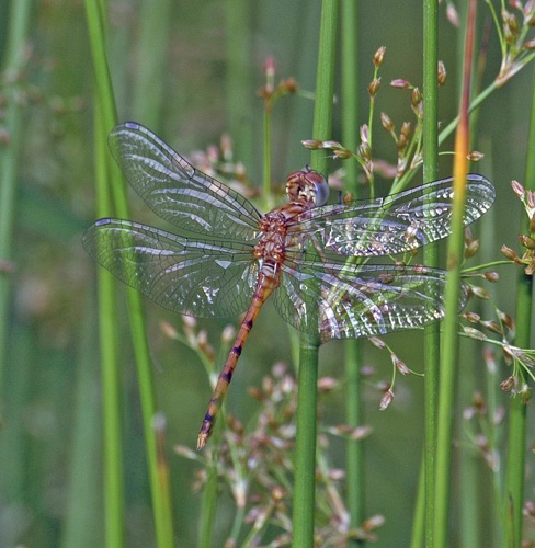 Male, teneral
2006_05_14_Floyd